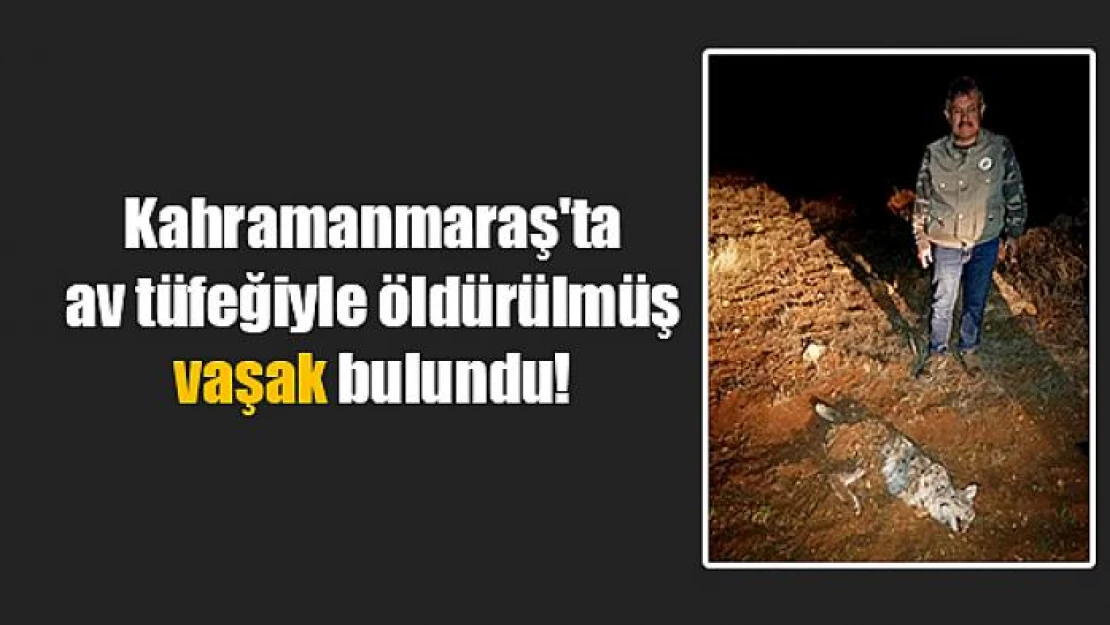 Kahramanmaraş'ta av tüfeğiyle öldürülmüş vaşak bulundu!