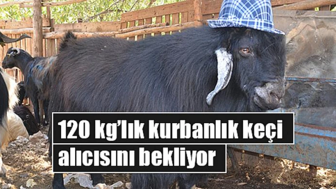 120 kg'lık kurbanlık keçi alıcısını bekliyor