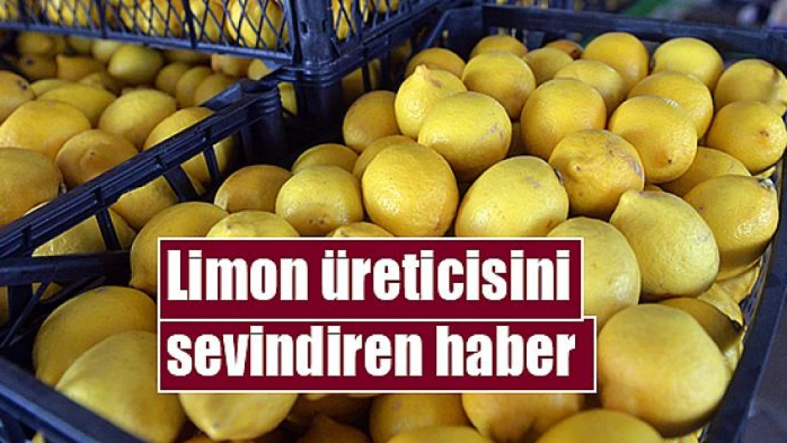 Limon üreticisini sevindiren haber