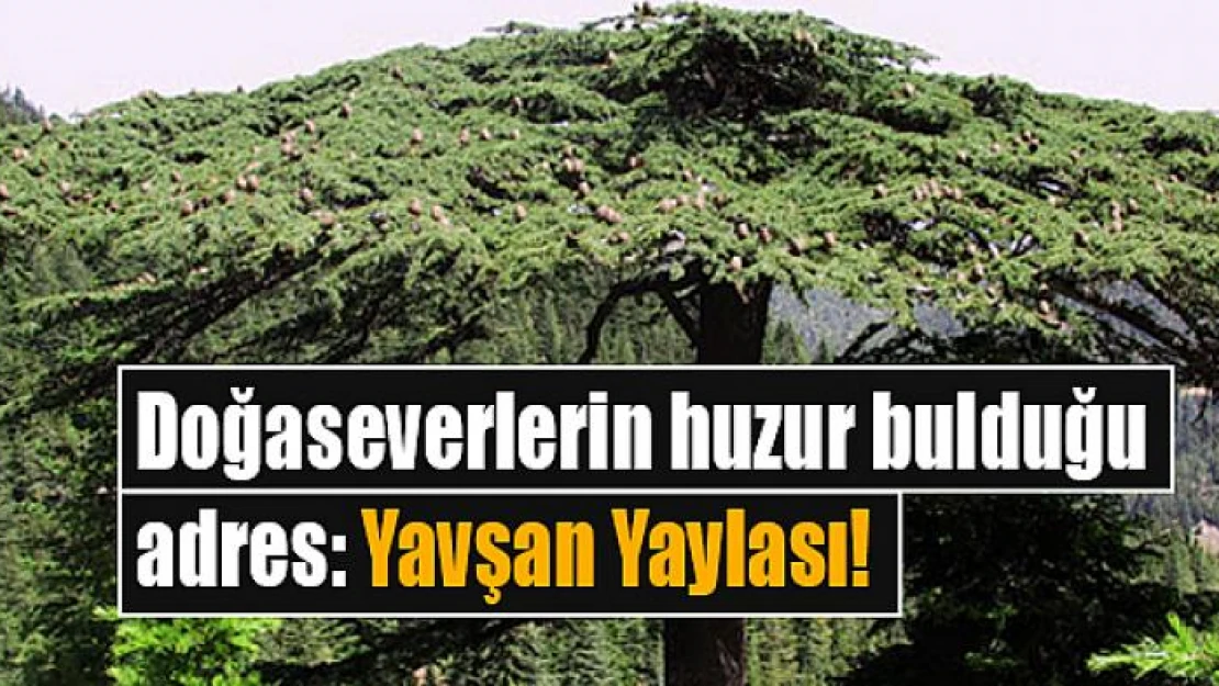 Doğaseverlerin huzur bulduğu adres: Yavşan Yaylası