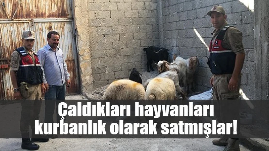 Çaldıkları hayvanları kurbanlık olarak satmışlar!