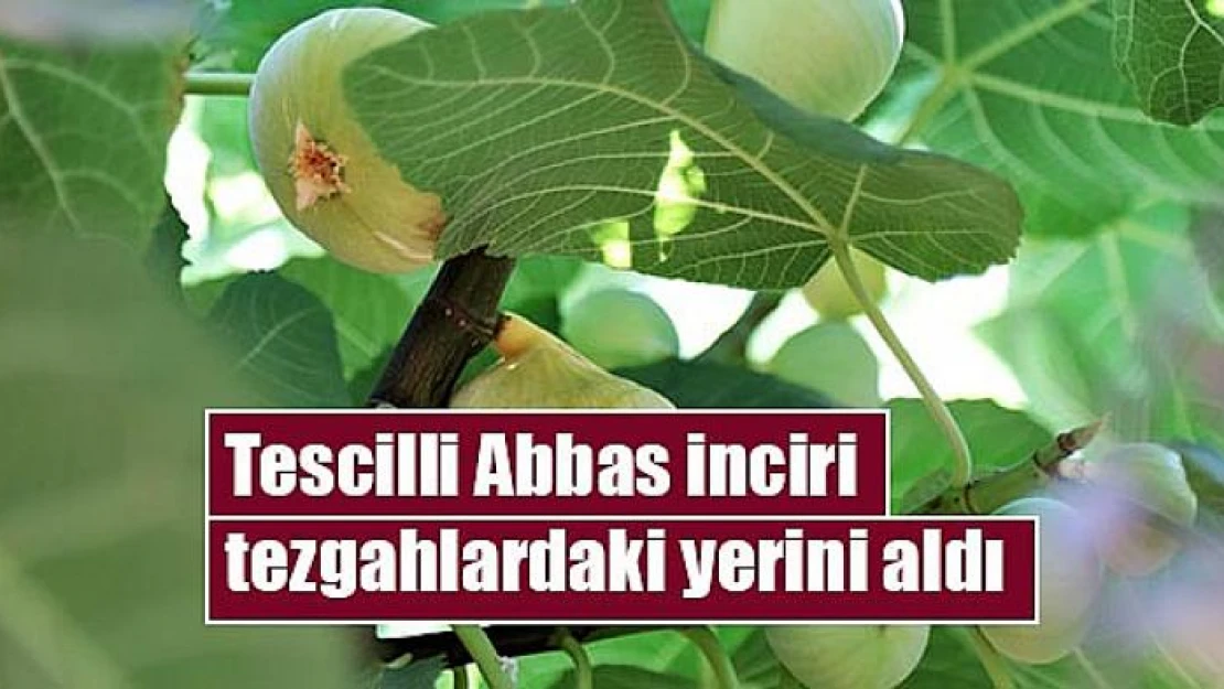 Tescilli Abbas inciri tezgahlardaki yerini aldı