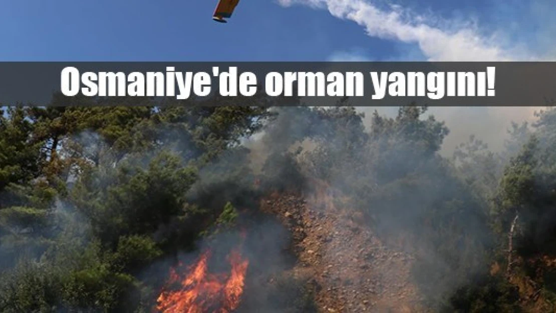 Osmaniye'de orman yangını!