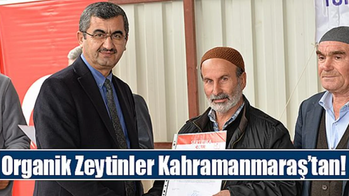 Organik Zeytinler Kahramanmaraş'tan!