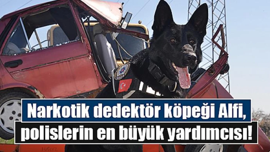 Narkotik dedektör köpeği Alfi, polislerin en büyük yardımcısı!