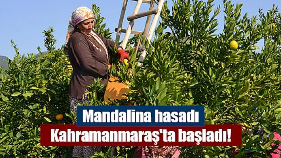 Mandalina hasadı Kahramanmaraş'ta başladı!