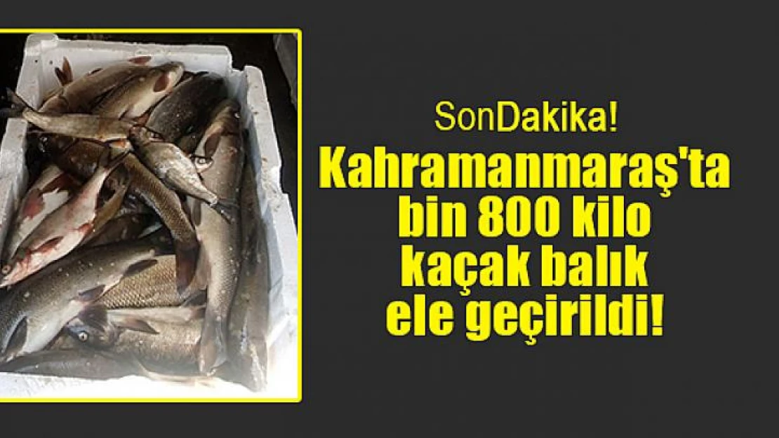 Kahramanmaraş'ta bin 800 kilo kaçak balık ele geçirildi!