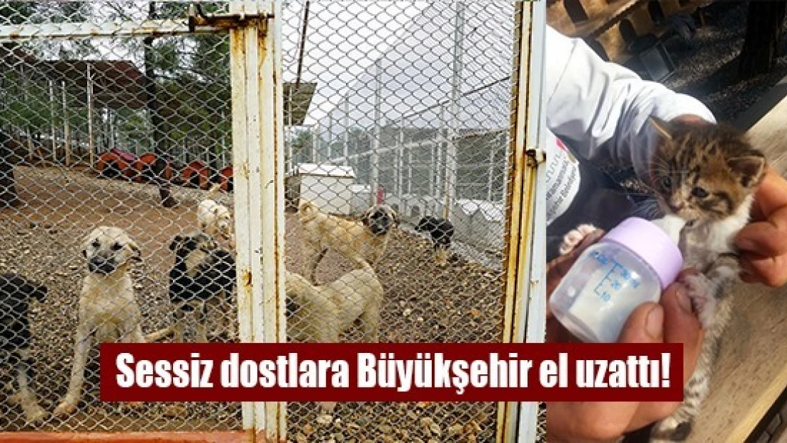 Sessiz dostlara Büyükşehir el uzattı!