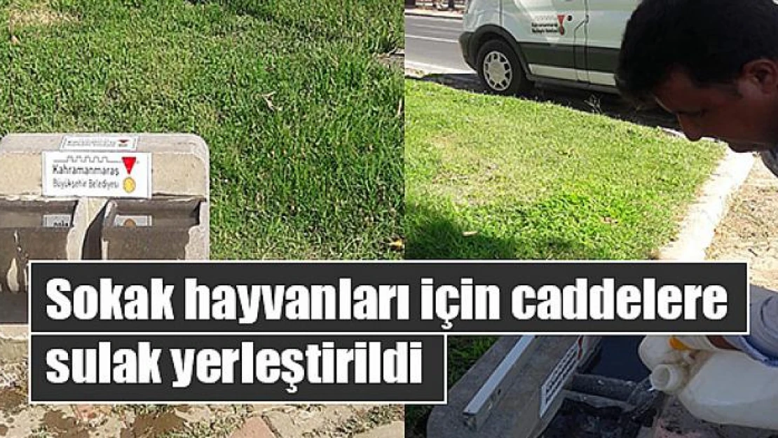 Sokak hayvanları için caddelere sulak yerleştirildi