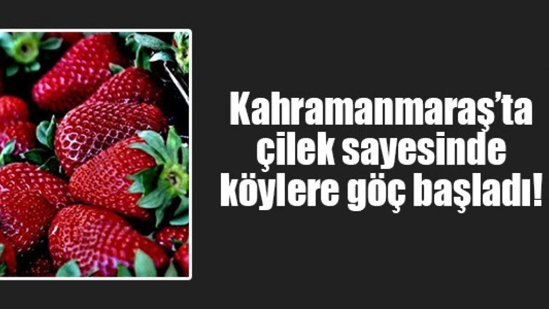 Kahramanmaraş'ta çilek sayesinde köylere göç başladı!