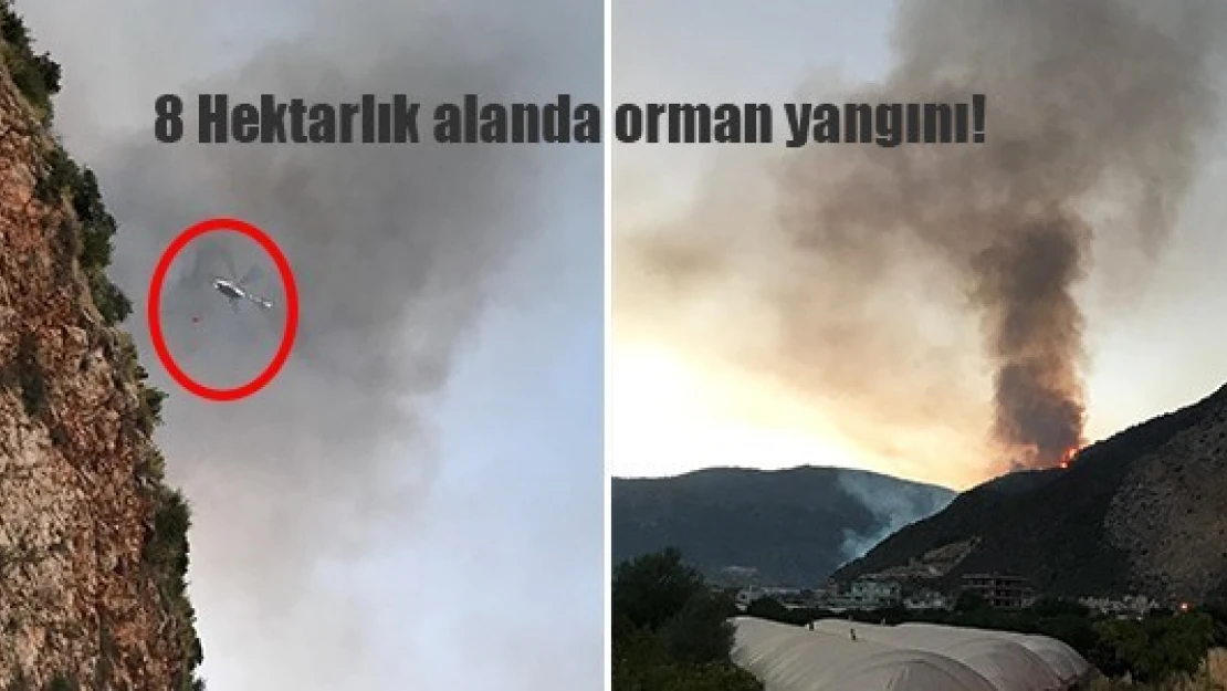 8 Hektarlık alanda orman yangını!