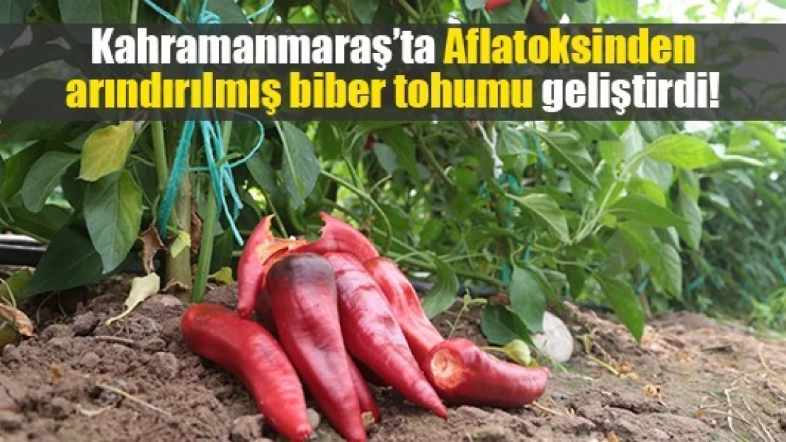 Kahramanmaraş'ta Aflatoksinden arındırılmış biber tohumu geliştirdi!