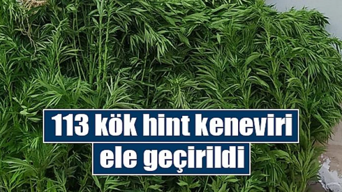 113 kök hint keneviri ele geçirildi