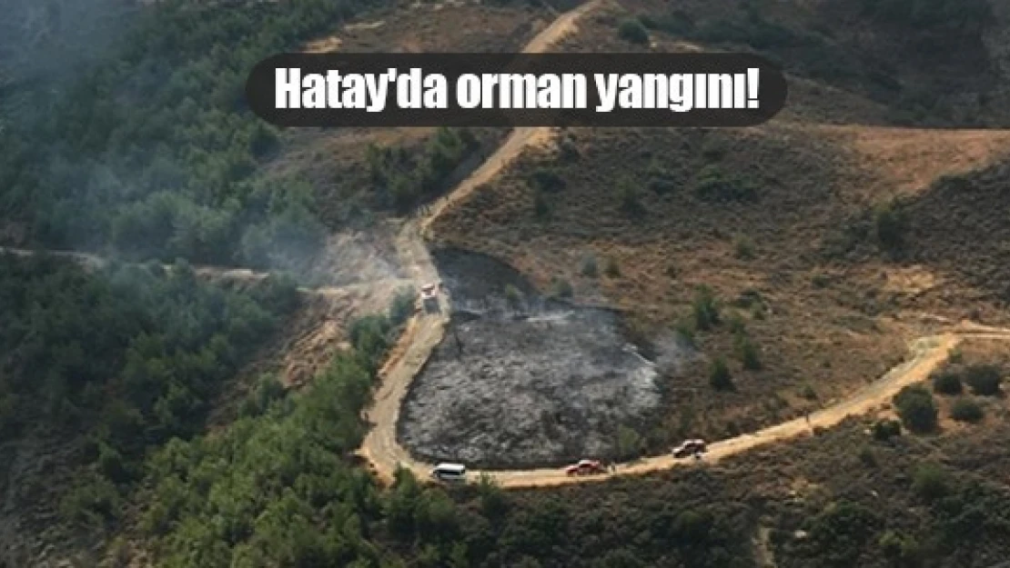 Hatay'da orman yangını!