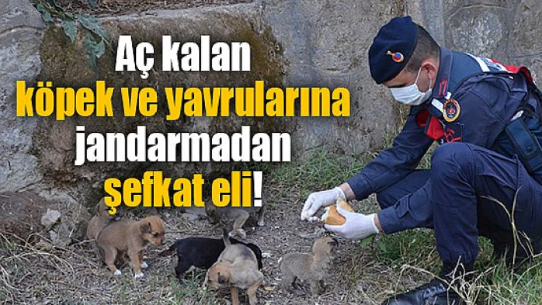 Aç kalan köpek ve yavrularına jandarmadan şefkat eli