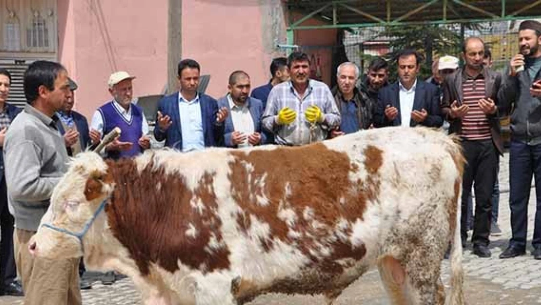 Kahramanmaraş'ta şükür kurbanı kesildi!