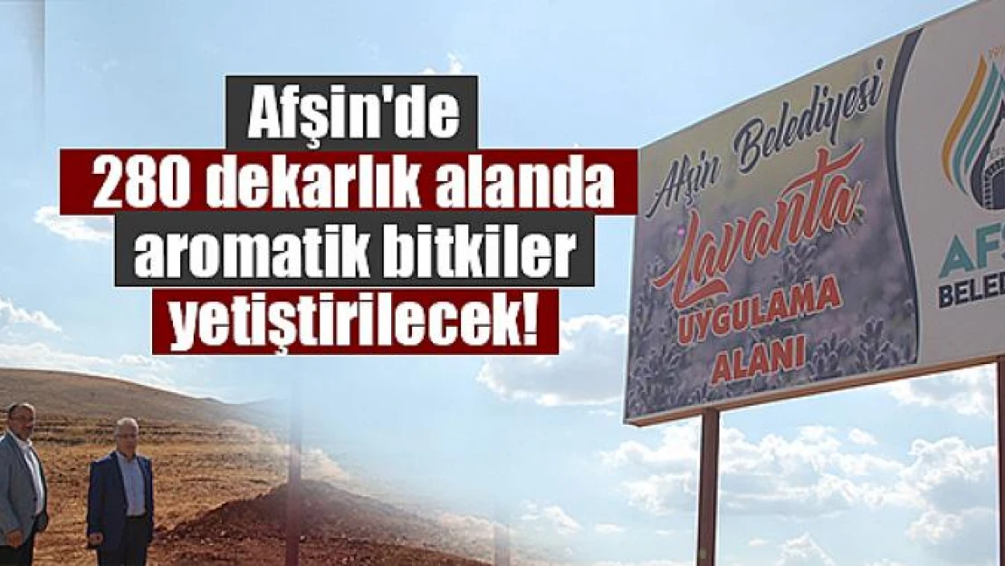 Afşin'de 280 dekarlık alanda aromatik bitkiler yetiştirilecek!