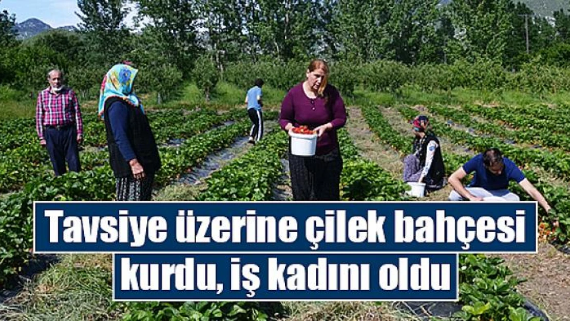 Tavsiye üzerine çilek bahçesi kurdu, iş kadını oldu