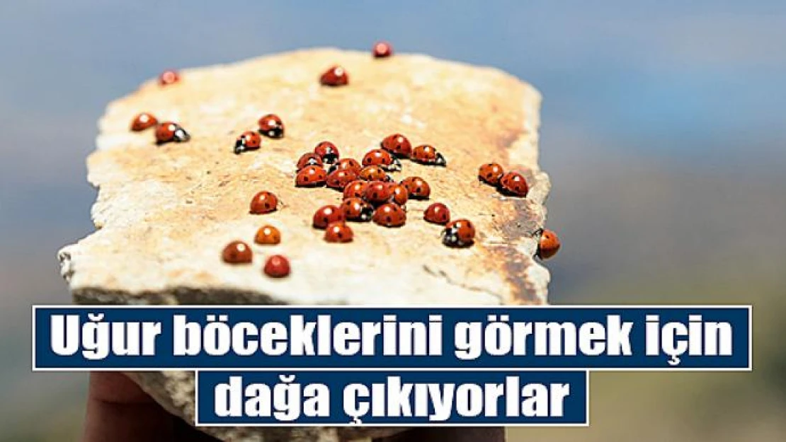 Uğur böceklerini görmek için dağa çıkıyorlar