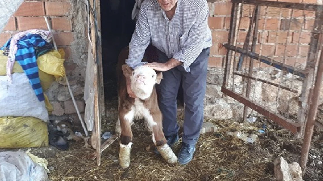 Elbistan'da buzağının ayakları ters doğdu!