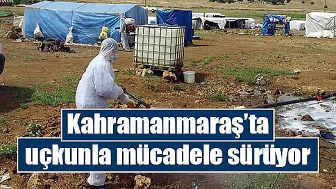 Kahramanmaraş'ta uçkunla mücadele sürüyor