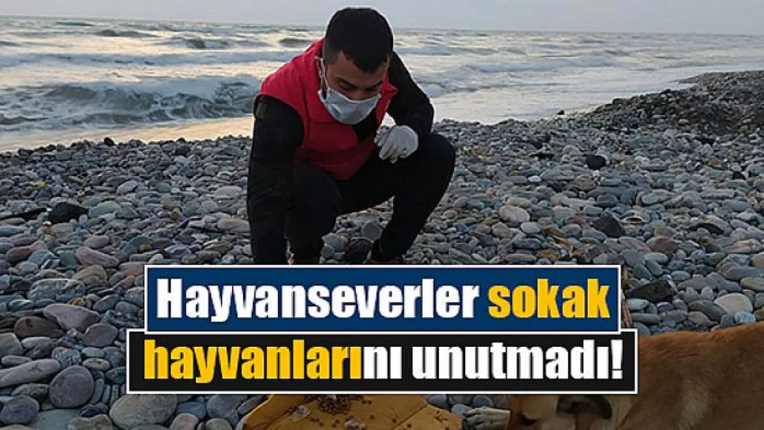 Hayvanseverler sokak hayvanlarını unutmadı!