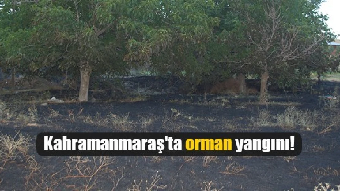 Kahramanmaraş'ta orman yangını!