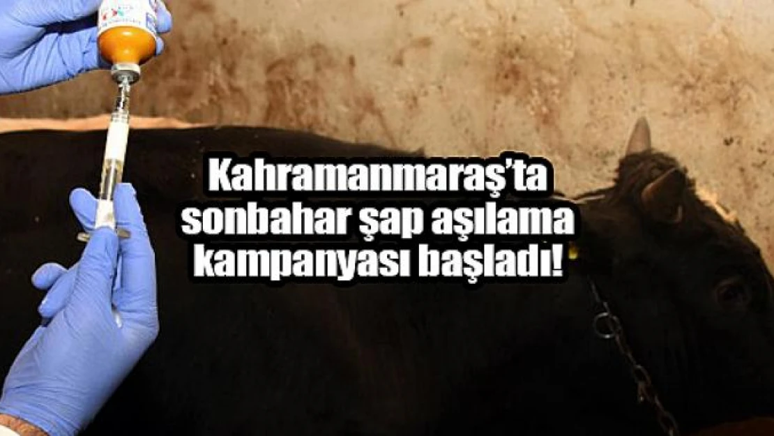 Kahramanmaraş'ta sonbahar şap aşılama kampanyası başladı!