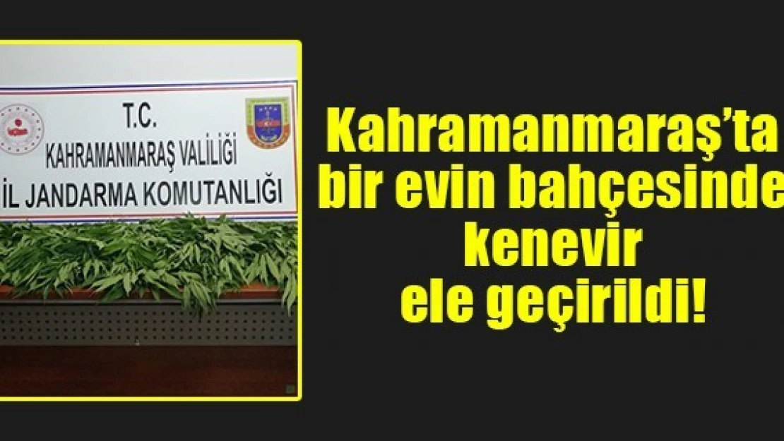 Kahramanmaraş'ta bir evin bahçesinde kenevir ele geçirildi!