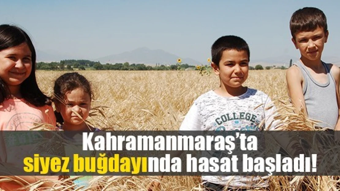 Kahramanmaraş'ta siyez buğdayında hasat başladı!