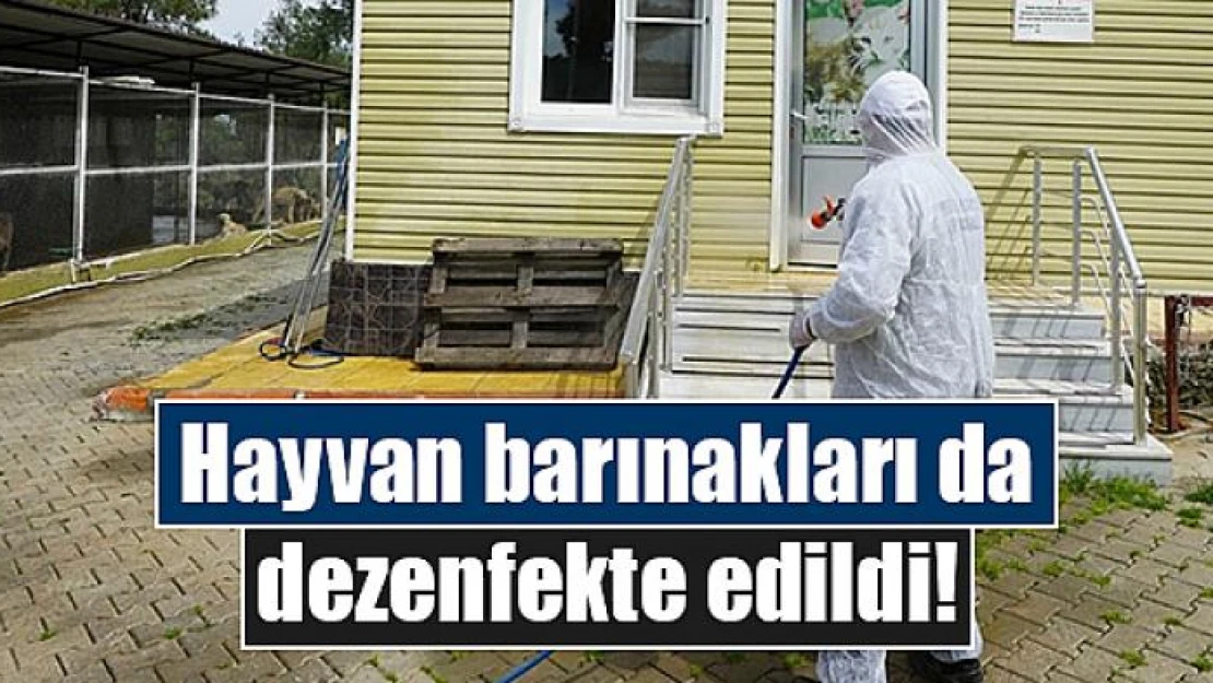 Hayvan barınakları da dezenfekte edildi!