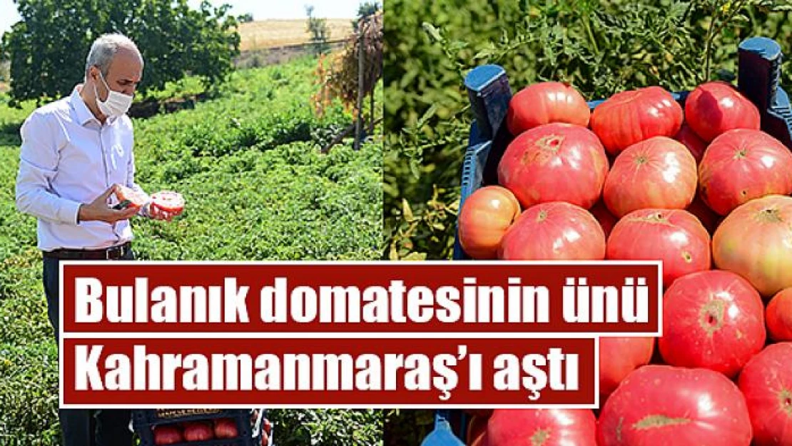 Bulanık domatesinin ünü Kahramanmaraş'ı aştı