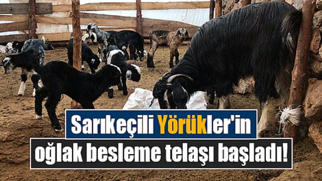 Sarıkeçili Yörükler'in oğlak besleme telaşı başladı!