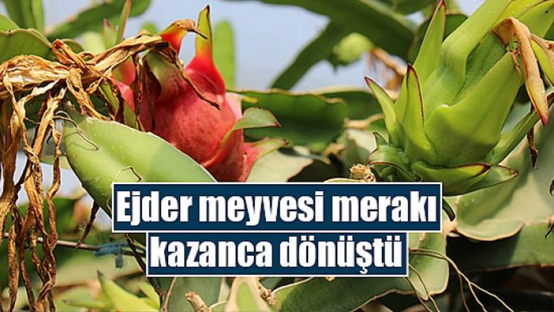 Ejder meyvesi merakı kazanca dönüştü