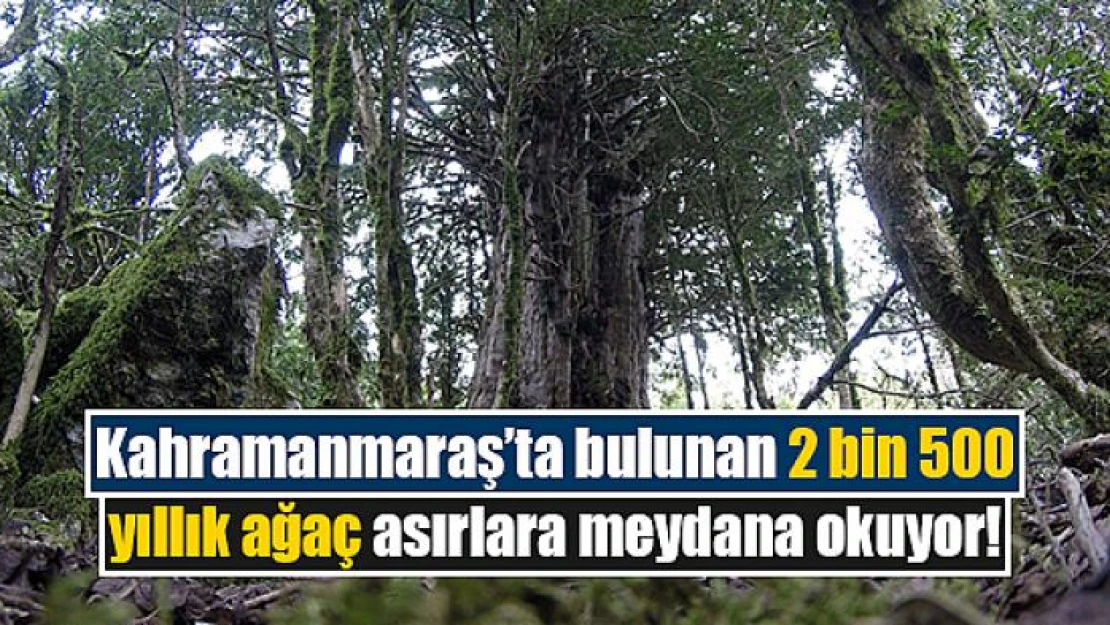 Kahramanmaraş'ta bulunan 2 bin 500 yıllık ağaç asırlara meydana okuyor!