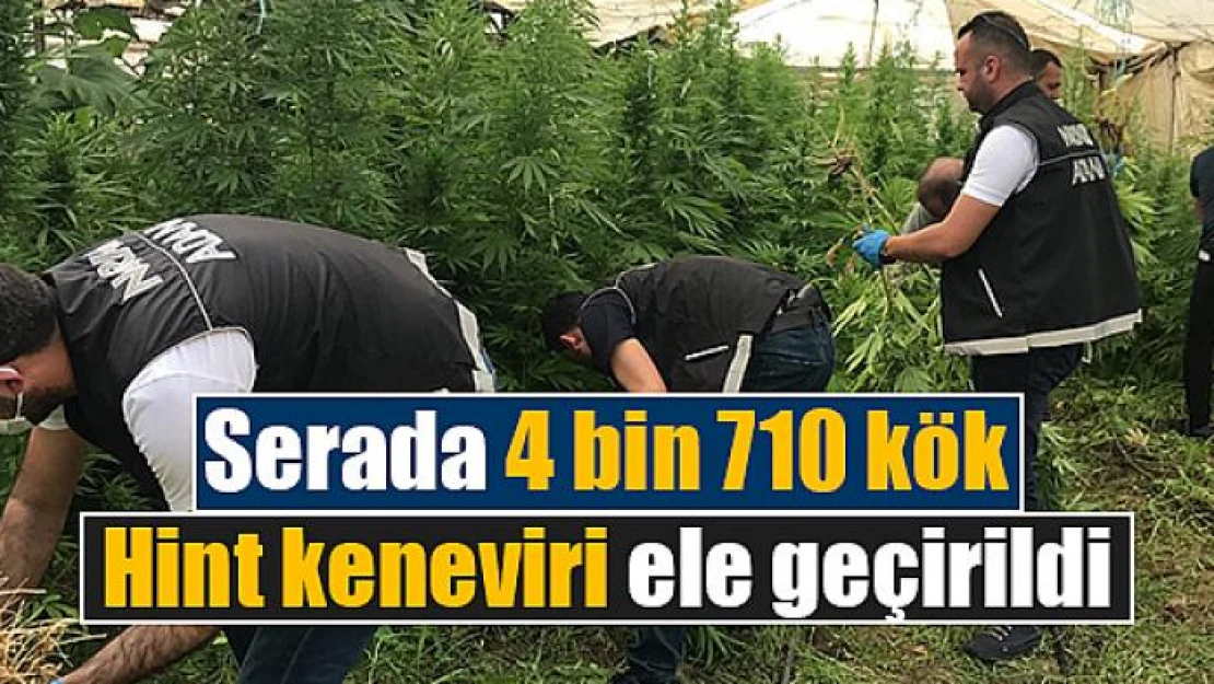 Serada 4 bin 710 kök Hint keneviri ele geçirildi