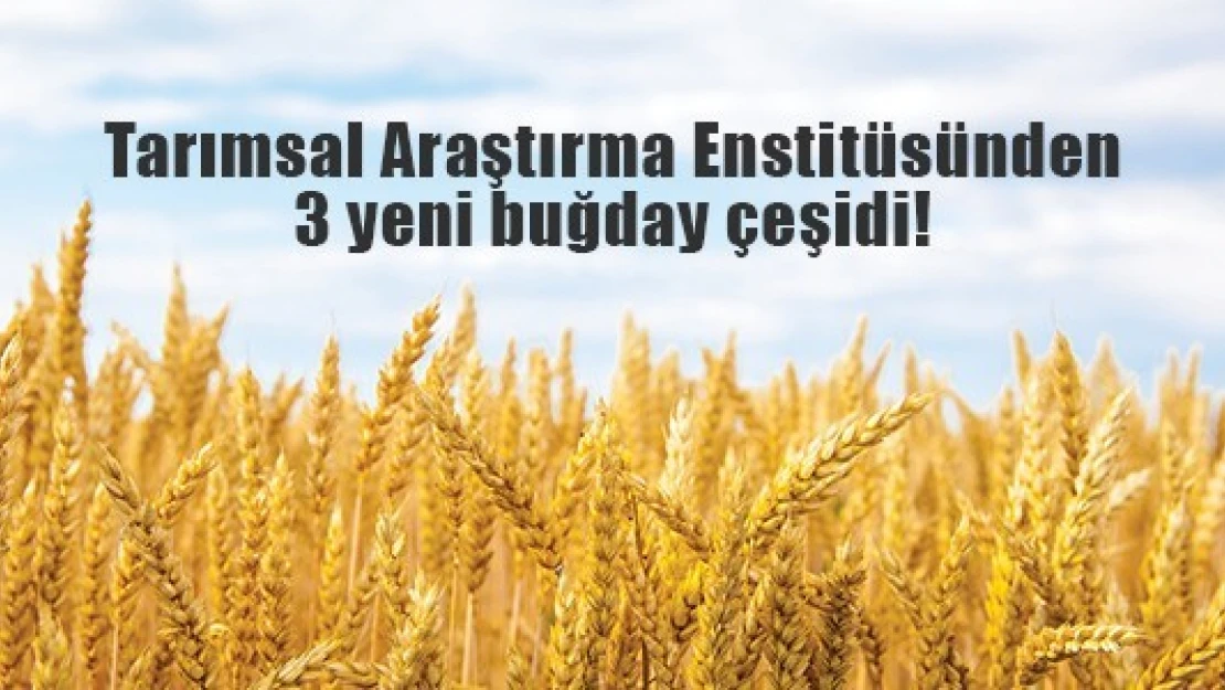 Tarımsal Araştırma Enstitüsünden 3 yeni buğday çeşidi!