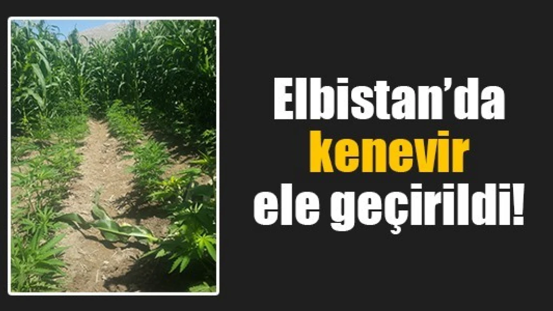 Elbistan'da kenevir ele geçirildi!