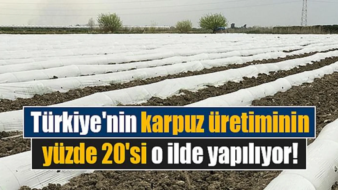 Türkiye'nin karpuz üretiminin yüzde 20'si o ilde yapılıyor!