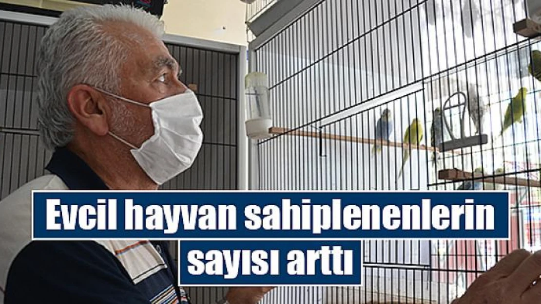 Evcil hayvan sahiplenenlerin sayısı arttı