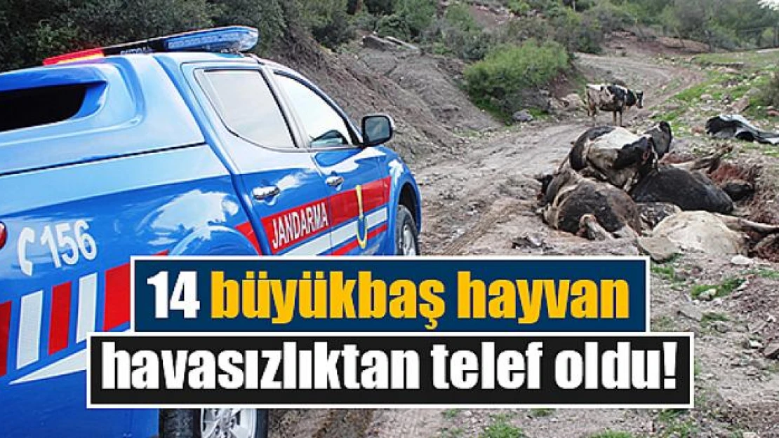 14 büyükbaş hayvan havasızlıktan telef oldu!