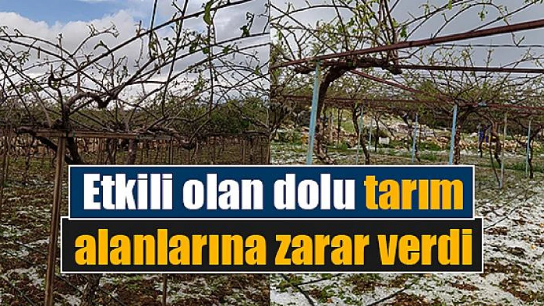 Etkili olan dolu tarım alanlarına zarar verdi