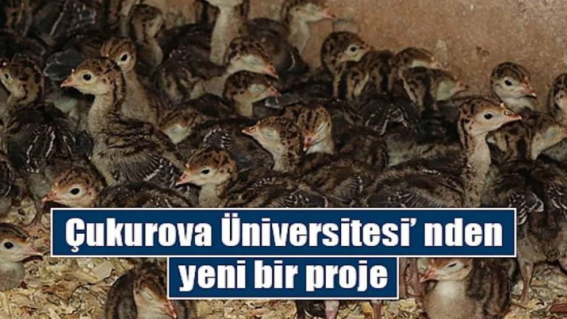 Çukurova Üniversitesi' nden yeni bir proje