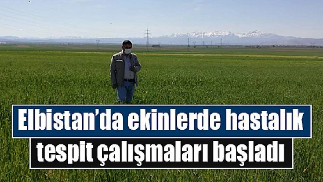 Elbistan'da ekinlerde hastalık tespit çalışmaları başladı