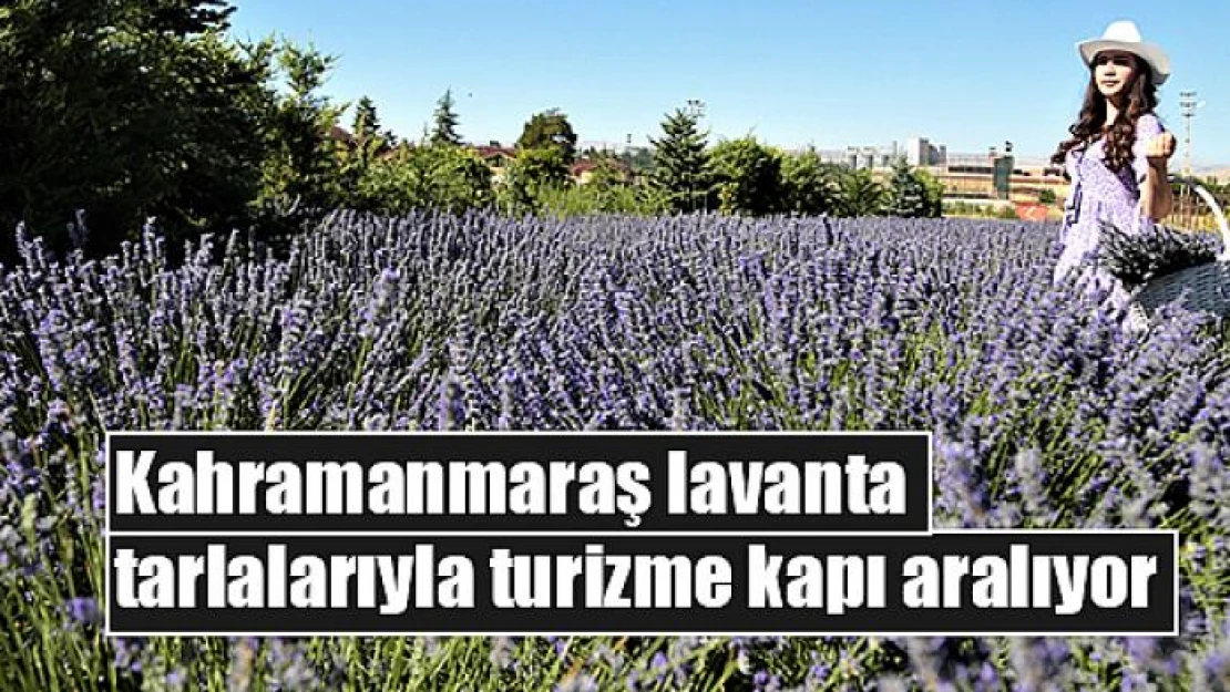 Kahramanmaraş lavanta tarlalarıyla turizme kapı aralıyor