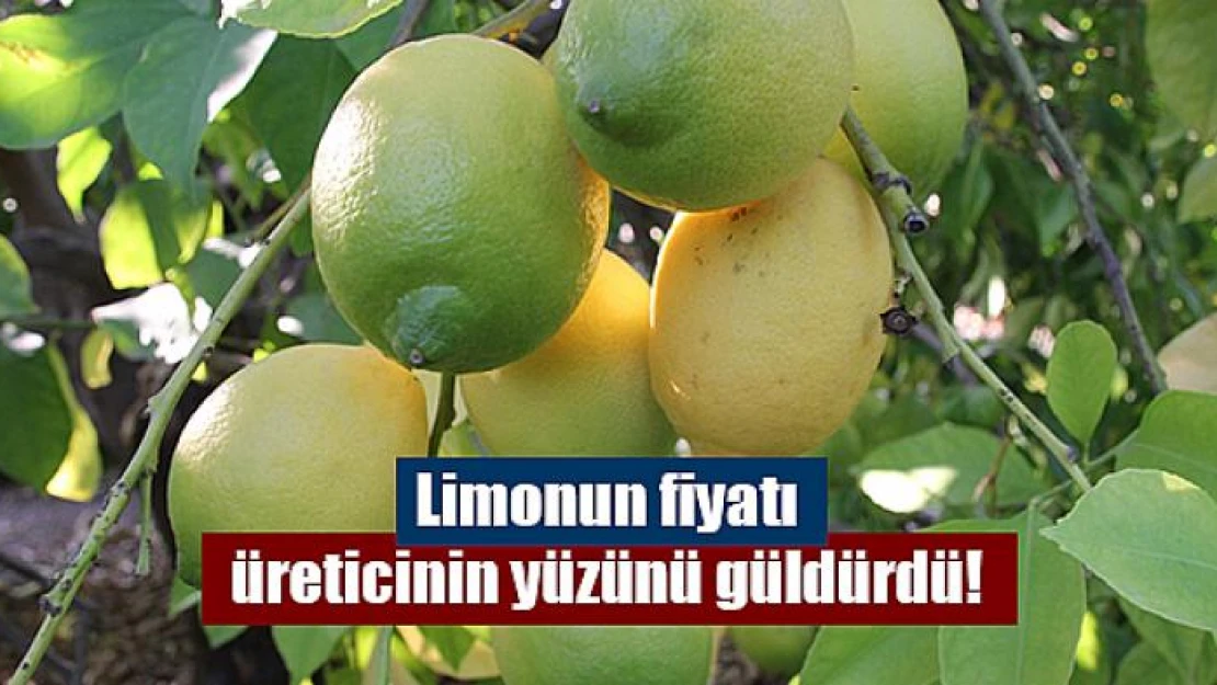 Limonun fiyatı üreticinin yüzünü güldürdü!