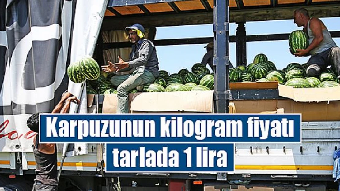 Karpuzunun kilogram fiyatı tarlada 1 lira