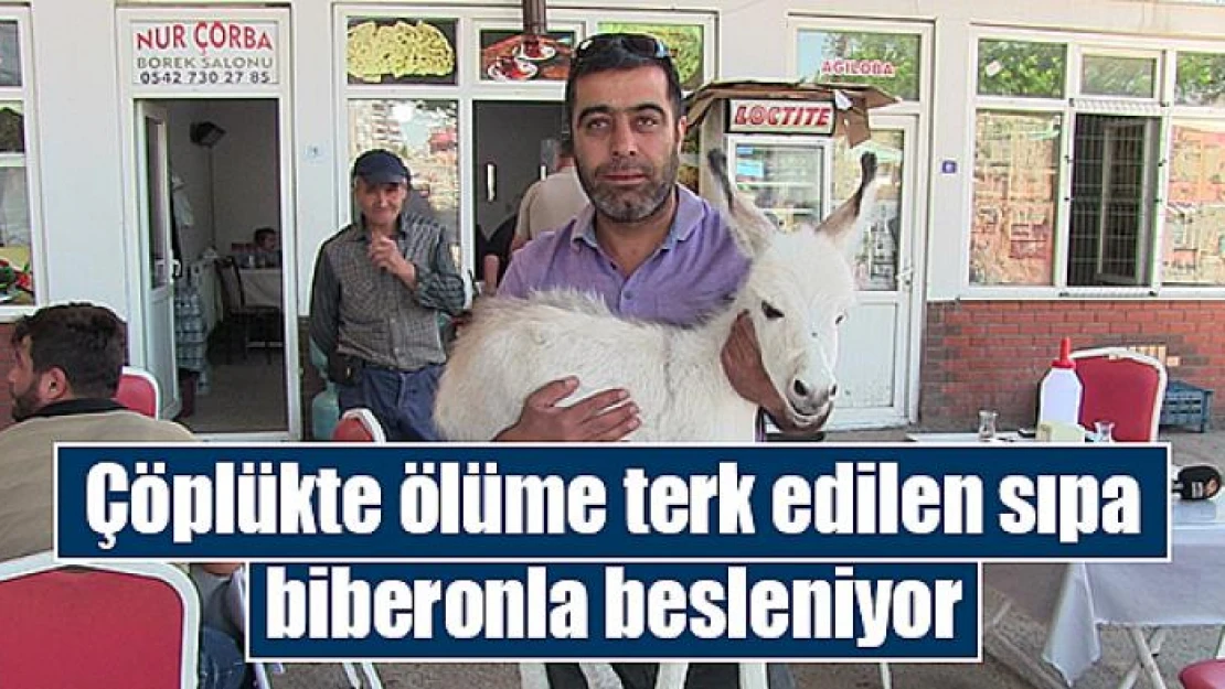 Çöplükte ölüme terk edilen sıpa biberonla besleniyor