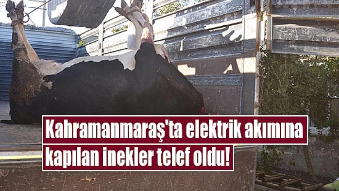 Kahramanmaraş'ta elektrik akımına kapılan inekler telef oldu