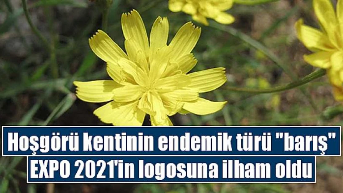 Hoşgörü kentinin endemik türü 'barış', EXPO 2021'in logosuna ilham oldu